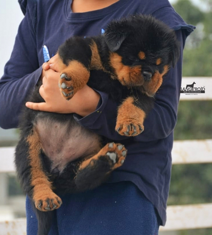 Image of Rottweiler posted on 2022-08-22 04:07:05 from mumbai